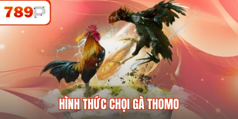 Hình thức chọi gà Thomo
