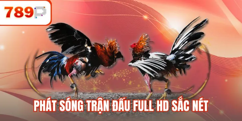 Phát sóng trận đấu Full HD sắc nét từ sới gà thực thụ