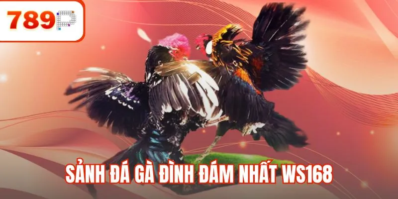 Sảnh đá gà đình đám nhất WS168